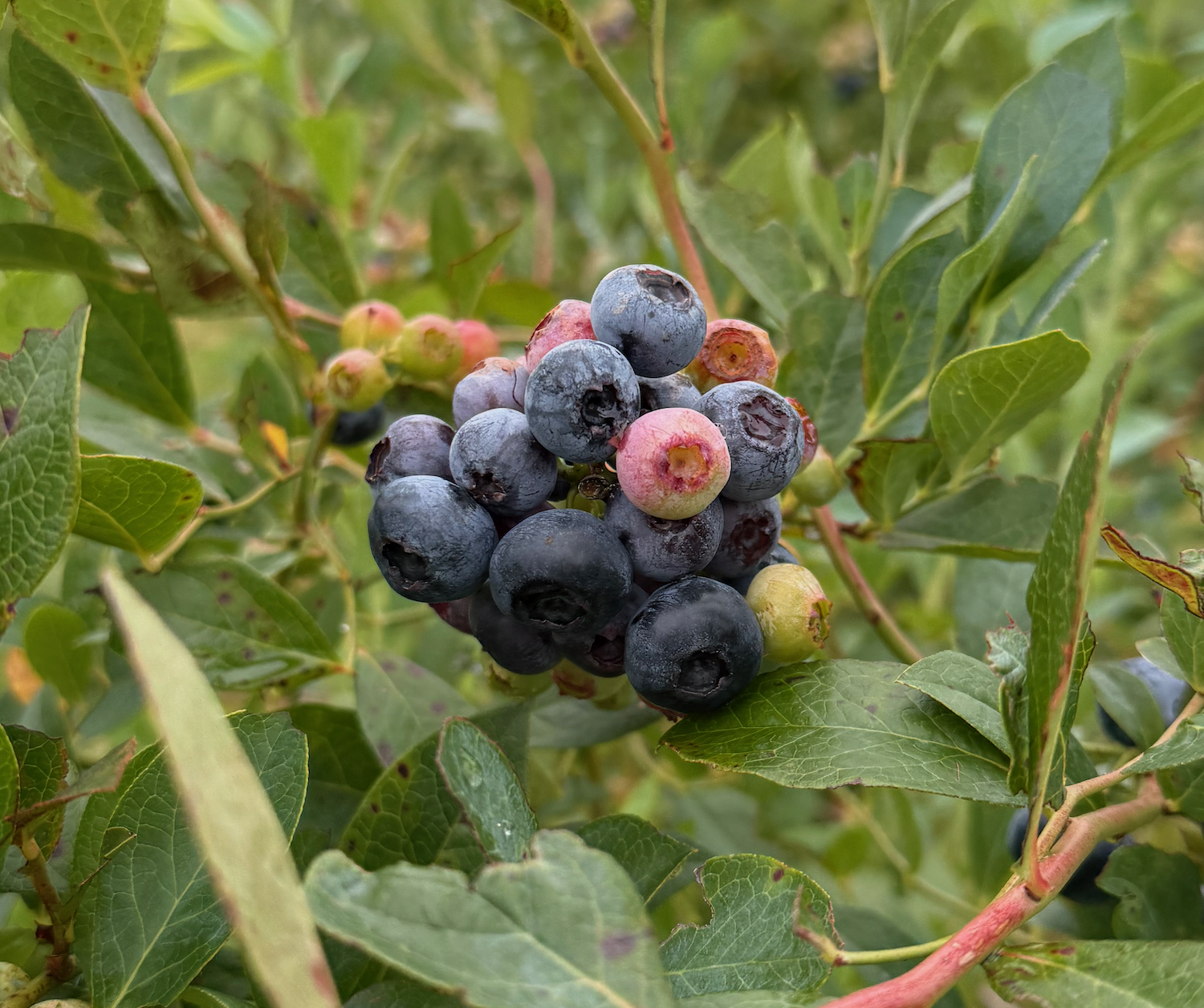 Blueberries growing