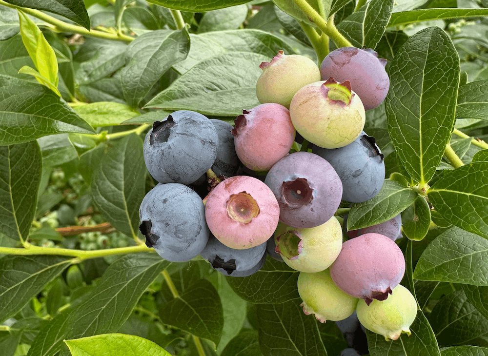 Blueberries growing at Monavale