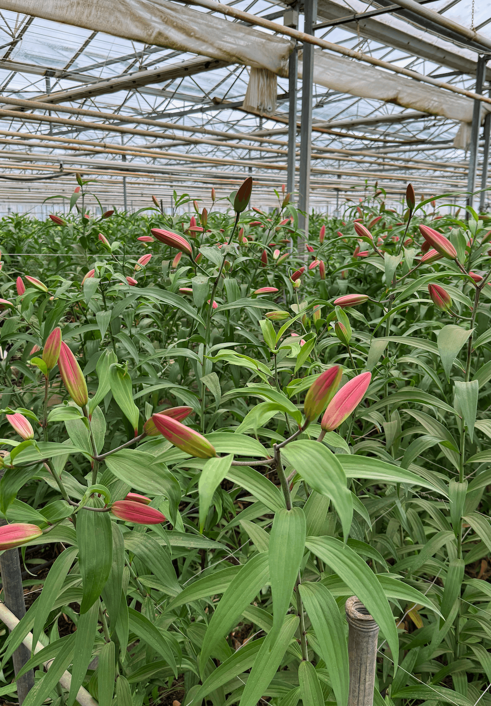 Lillies growing in the field