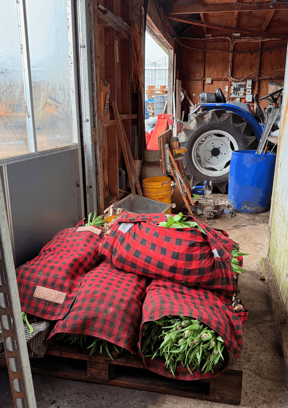 Lillies wrapped up waiting for grading