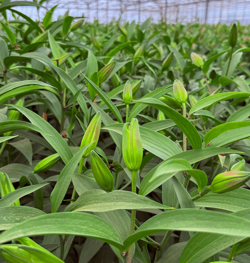 Lillies with a Wonky hook