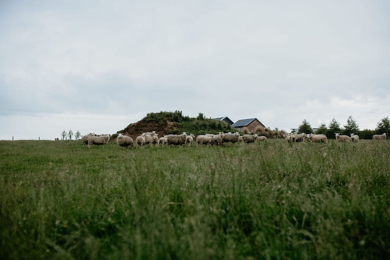 Sheep grazing on healthy soil and good greenery