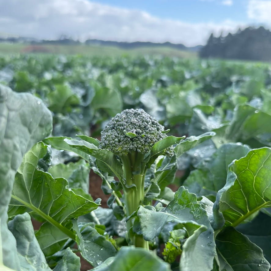 Broccolini ready for harvest in winter