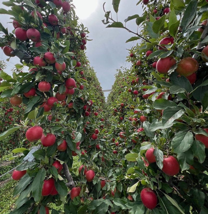 Apples going down the apple river in the packhouse