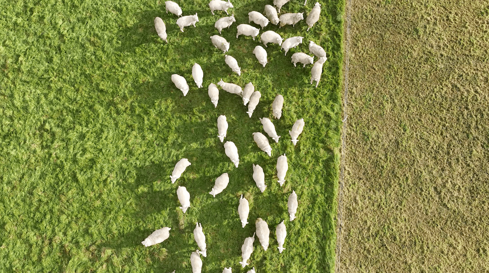 Leeland farm