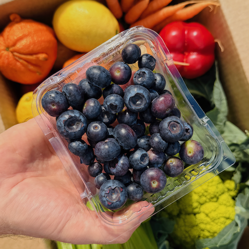 Blueberries in the boxes this spring