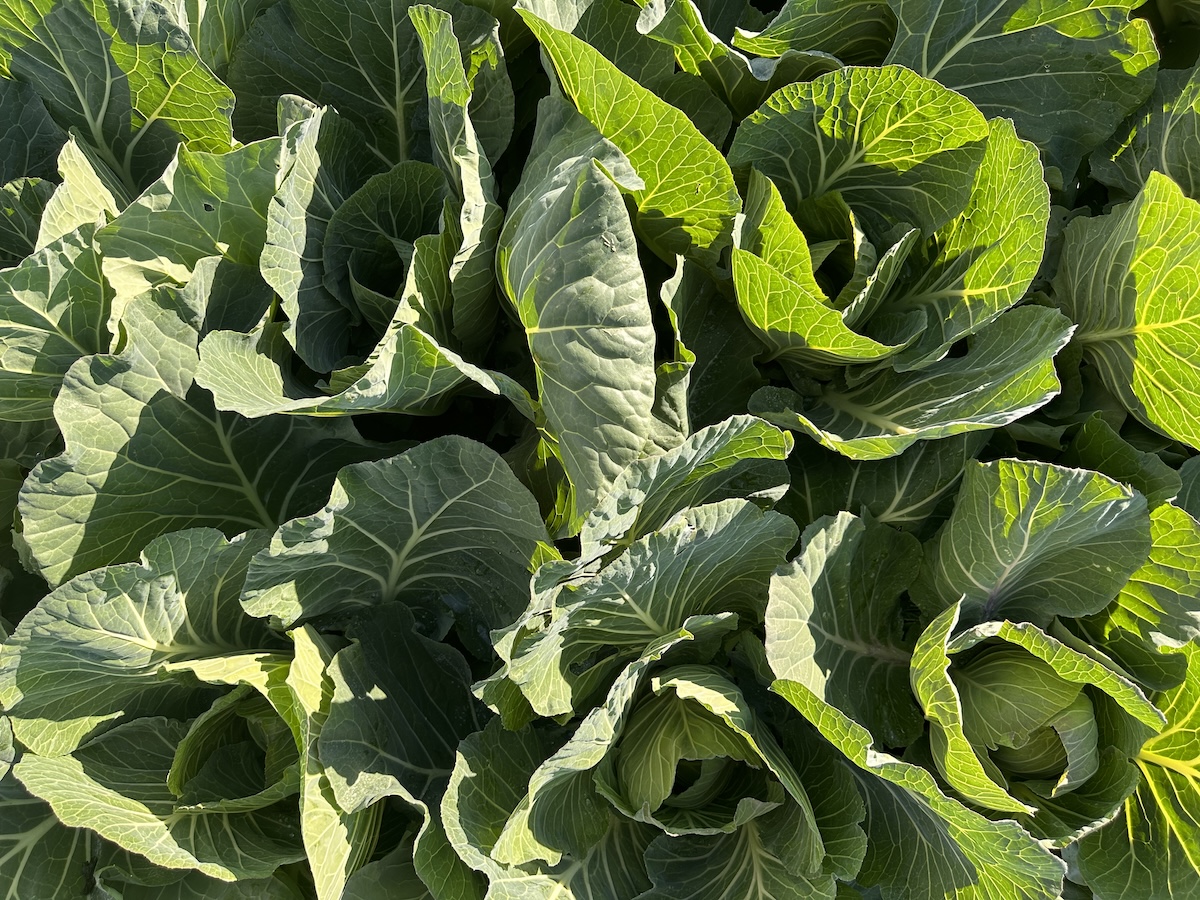 Greens grown in the field this spring