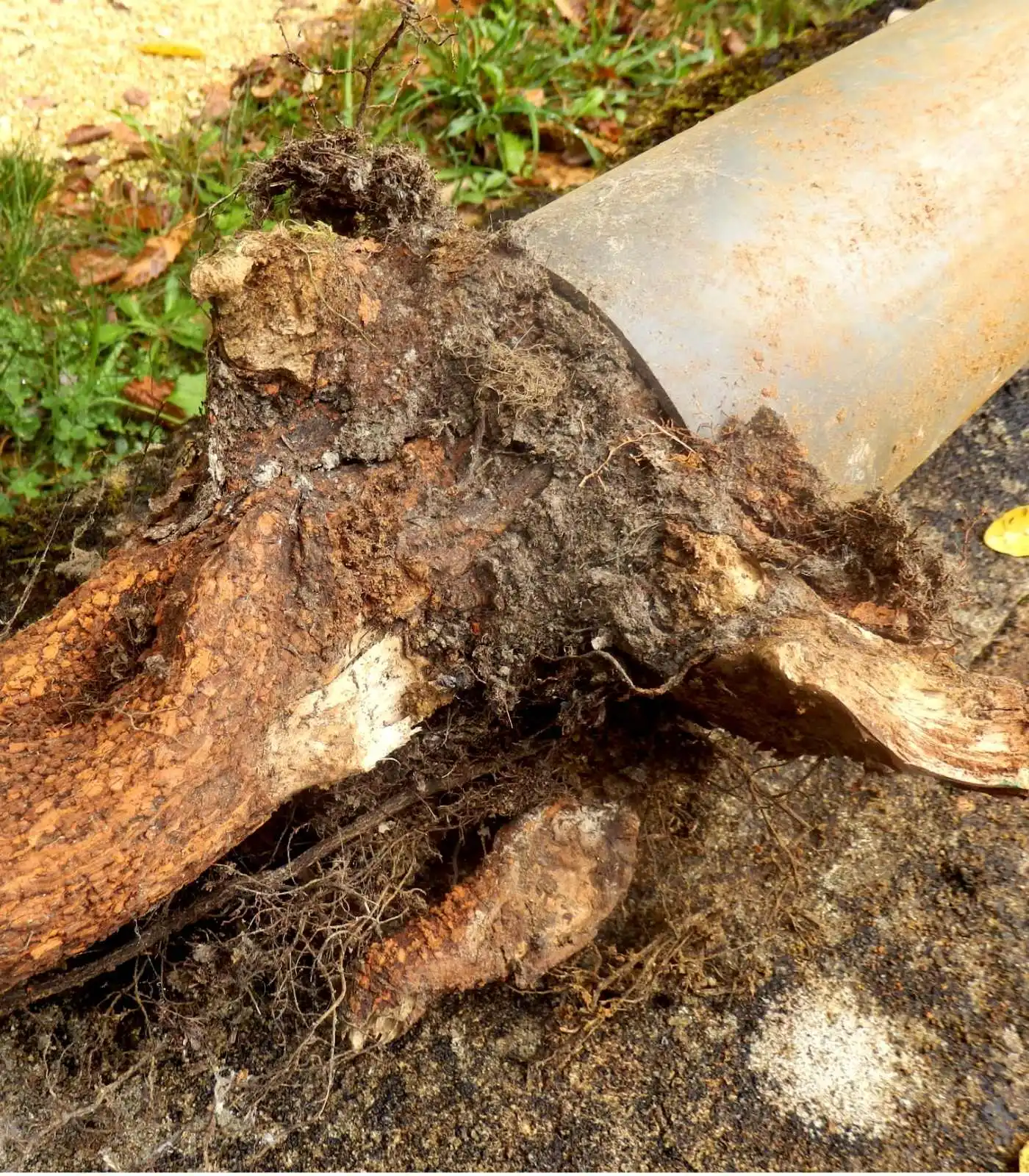 Tree roots grown into and around a damaged sewer pipe pulled from a Seattle yard, a common cause of sewer line blockages