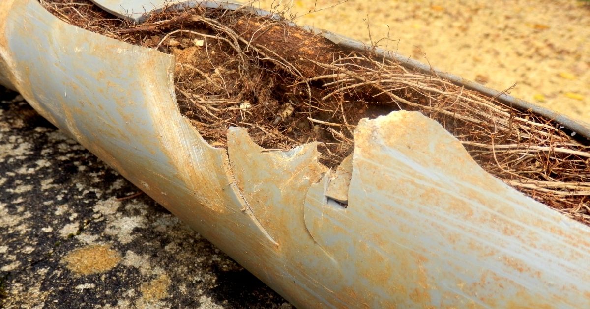 Tree root intrusion inside cracked sewer pipe