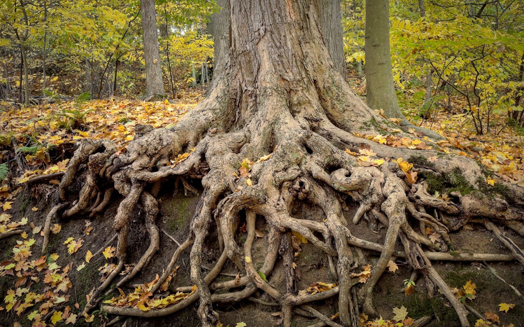 Deep Roots