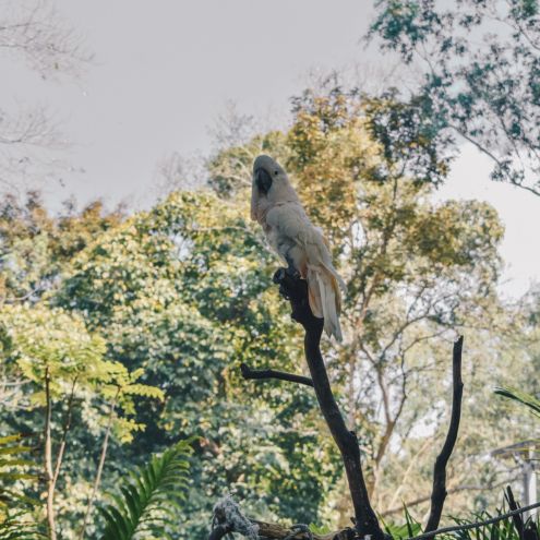 Cockatoo