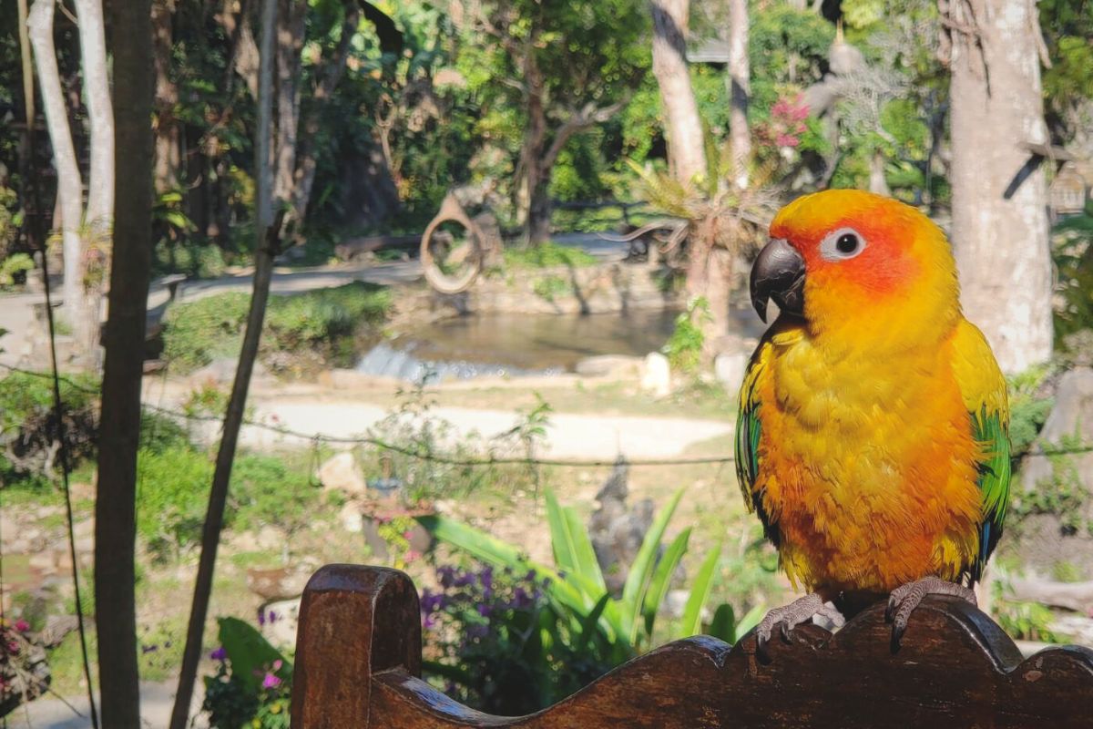 Sunny & Sunshine, the twin Sun conure
