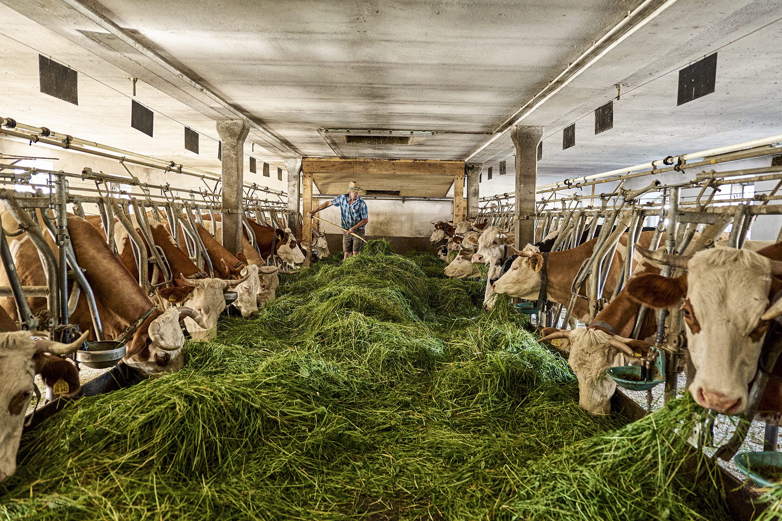 Kühe essen frisches grass im Stall 