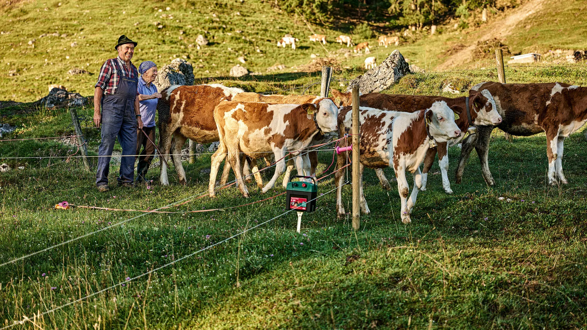 Älteres Bauernpaar betreut Jungrinder auf eingezäunter Bergweide.