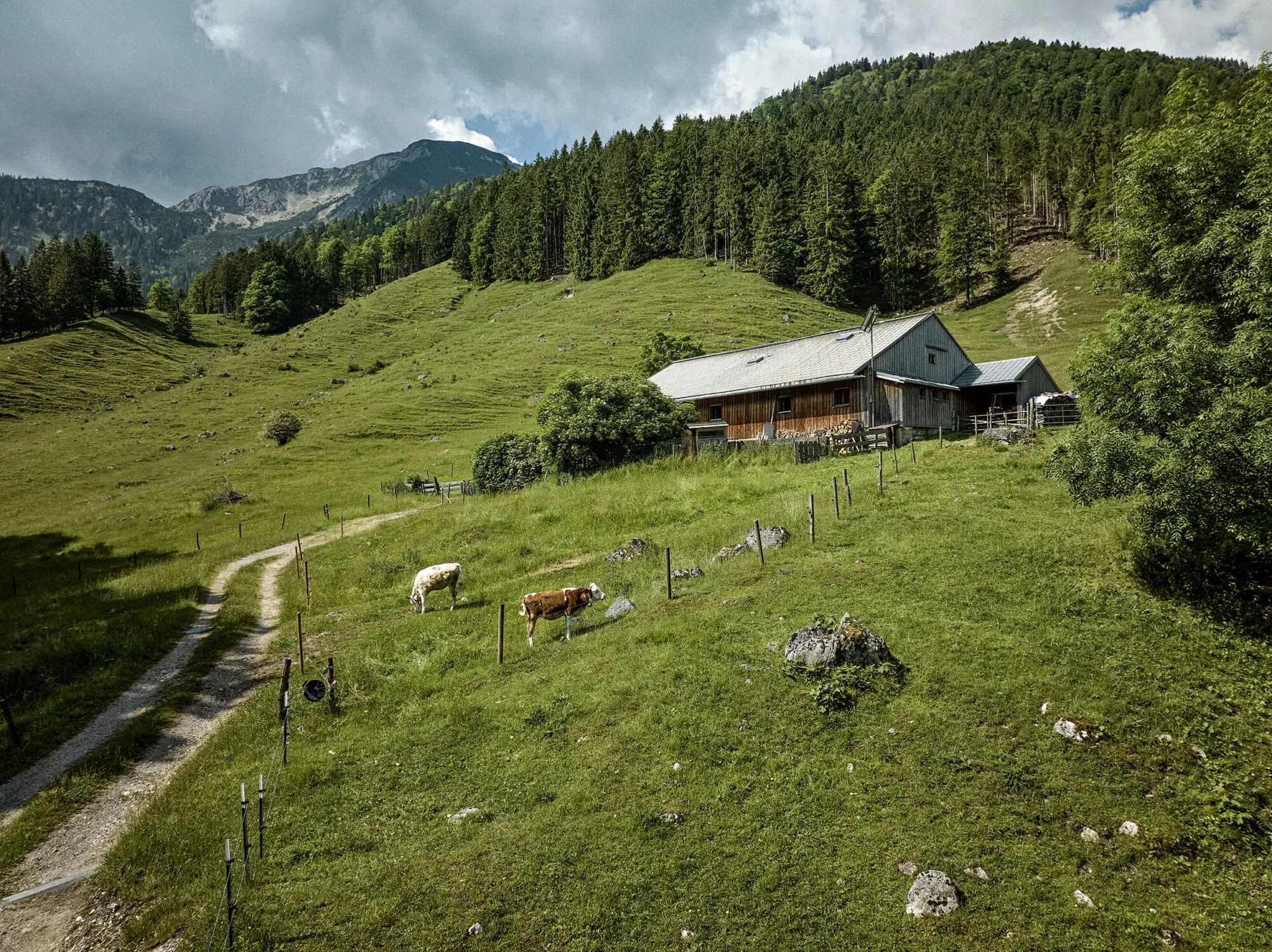 Holzstall am Hang mit grasenden Kühen und Waldkulisse.