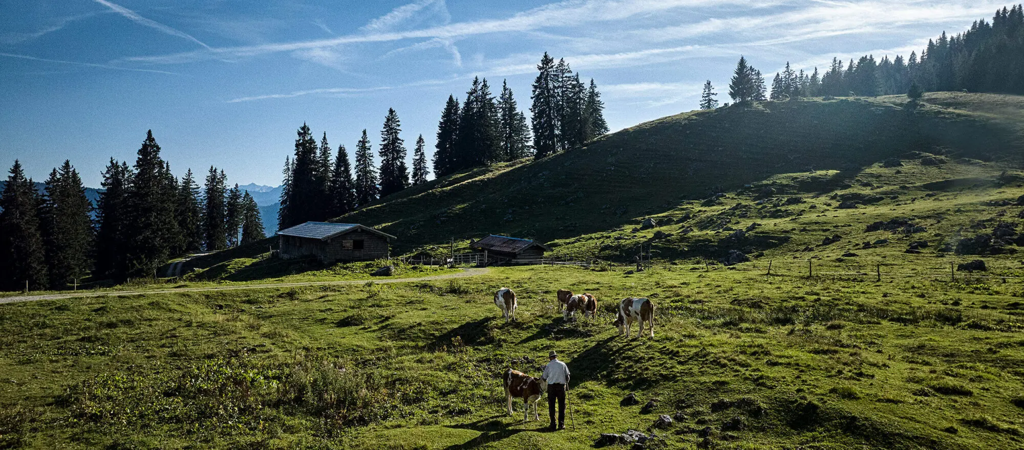 Kühe auf einer Alm in den Bergen