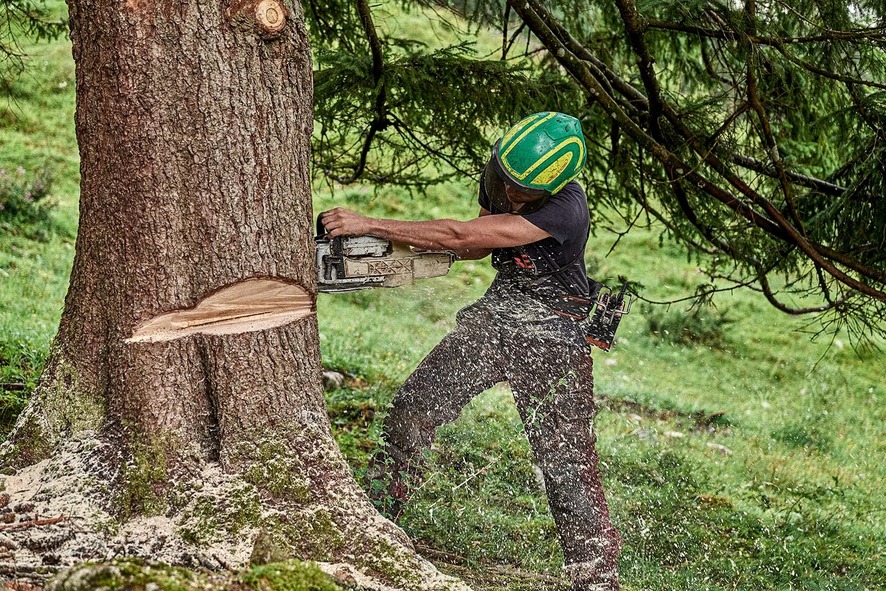Holzfäller sägt Baumstamm mit Motorsäge in Waldlichtung.