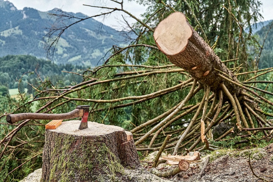 Axt auf Baumstumpf neben frisch gefällter Fichte abgelegt.