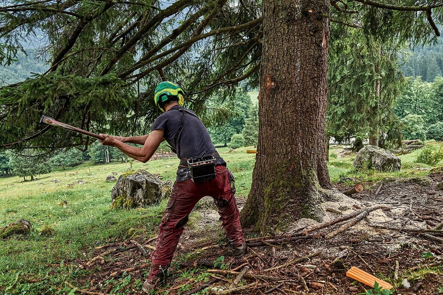 Holzfäller schlägt mit Axt in Baumstamm auf alpiner Waldlichtung.