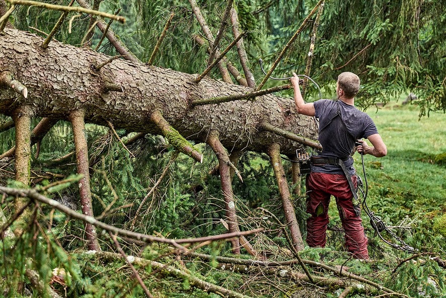 Arbeiter befestigt Seil an großem gefälltem Baum im dichten Wald.