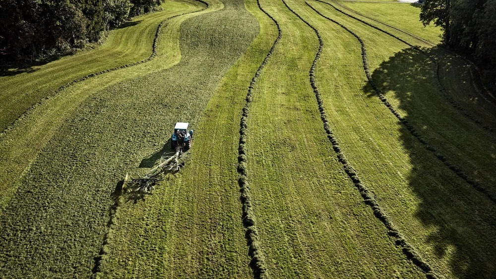 Traktor legt gebogene Schwade beim Grasernten am Waldrand an.