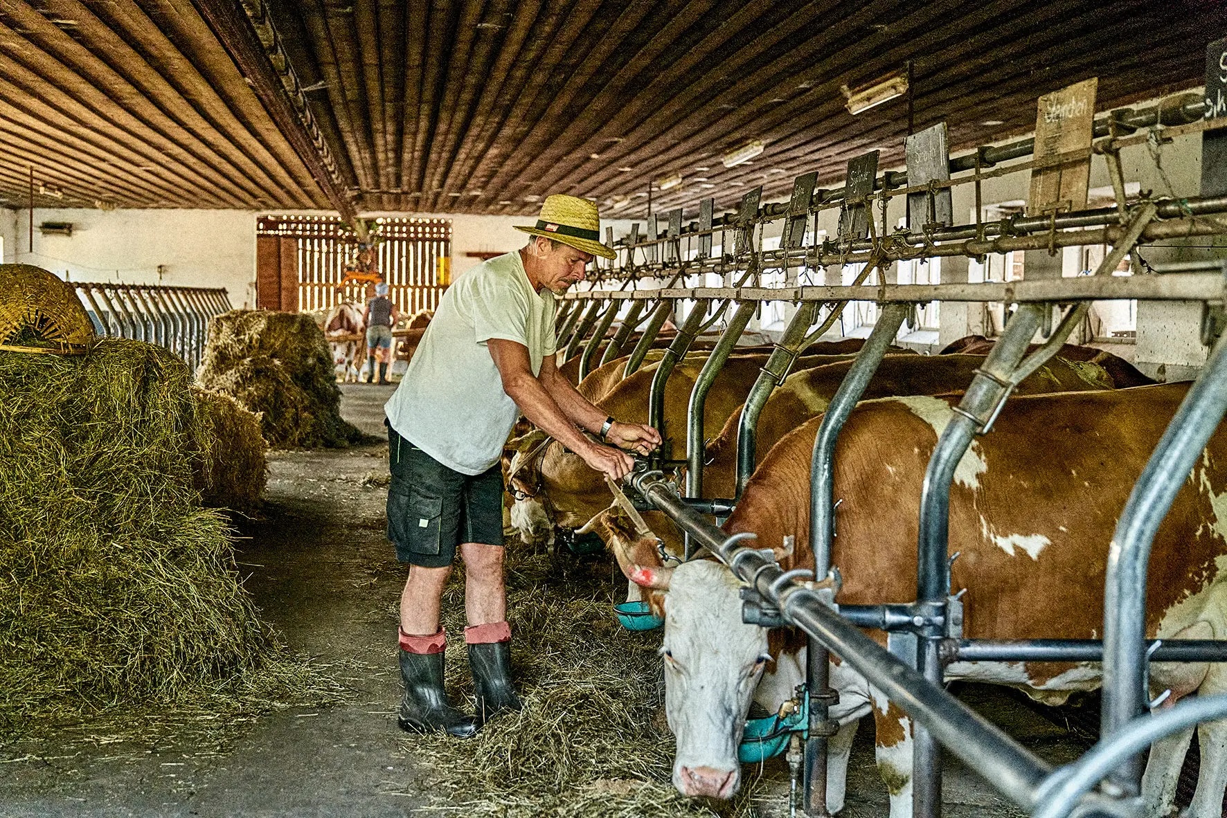 A farmer in a straw hat feeding cows with hay in a barn, with several hay bales in the background.
