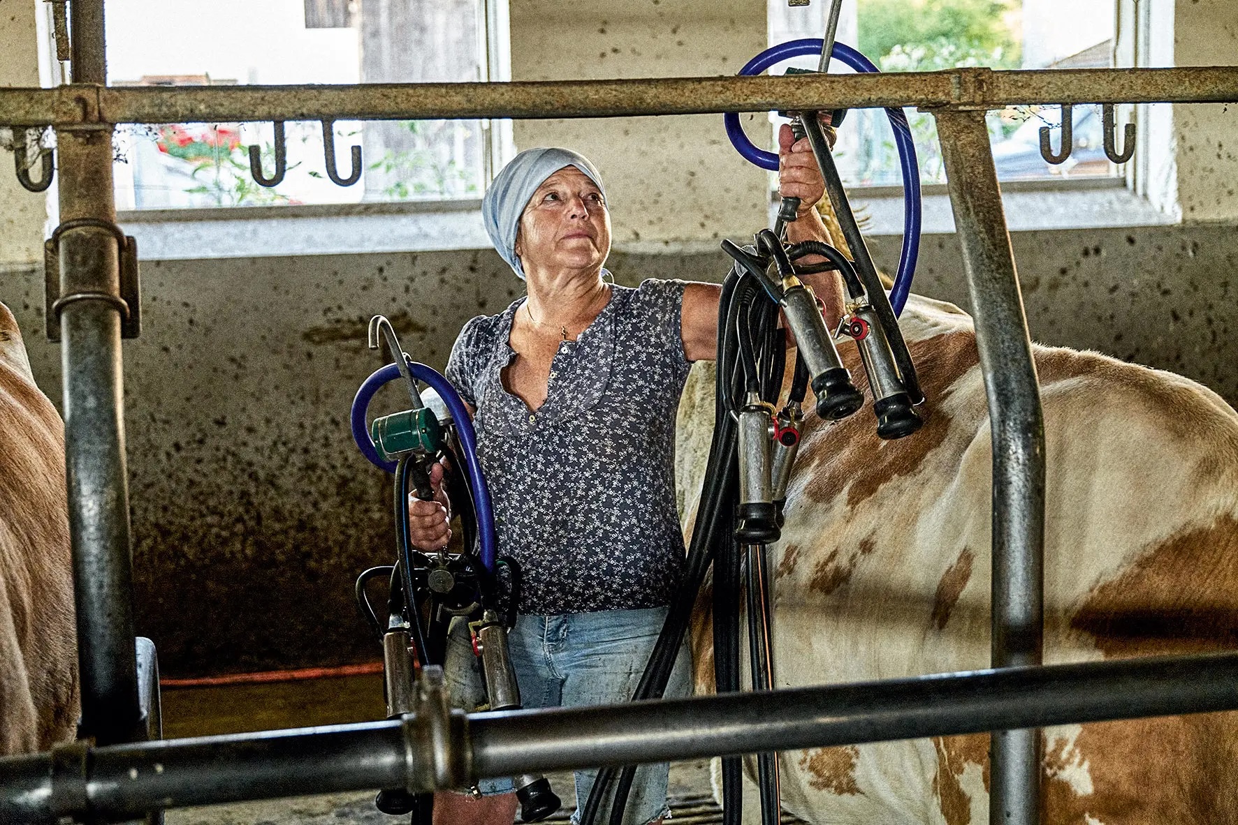 A farmer's wife in a barn holding milking machines and standing next to a brown and white cow.