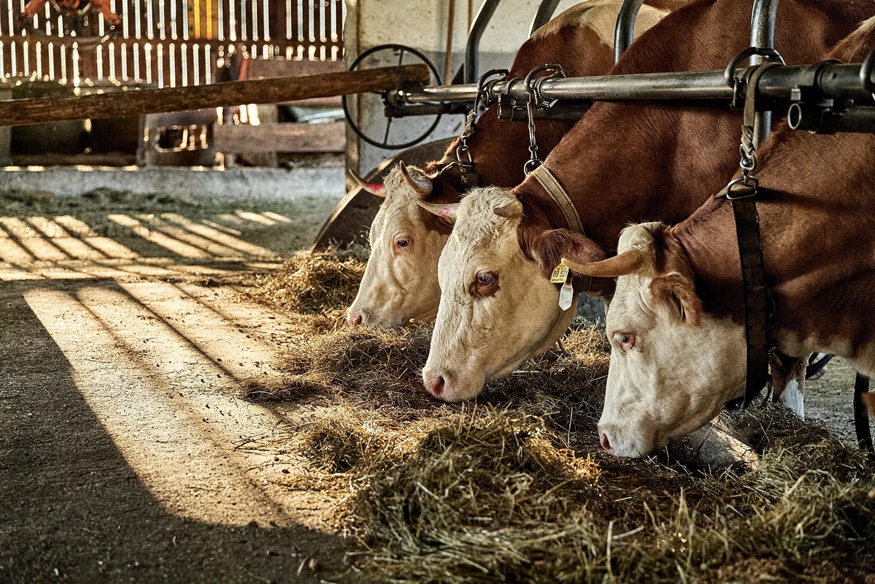 Three brown and white cows eating hay in a barn with sunlight and shadows.