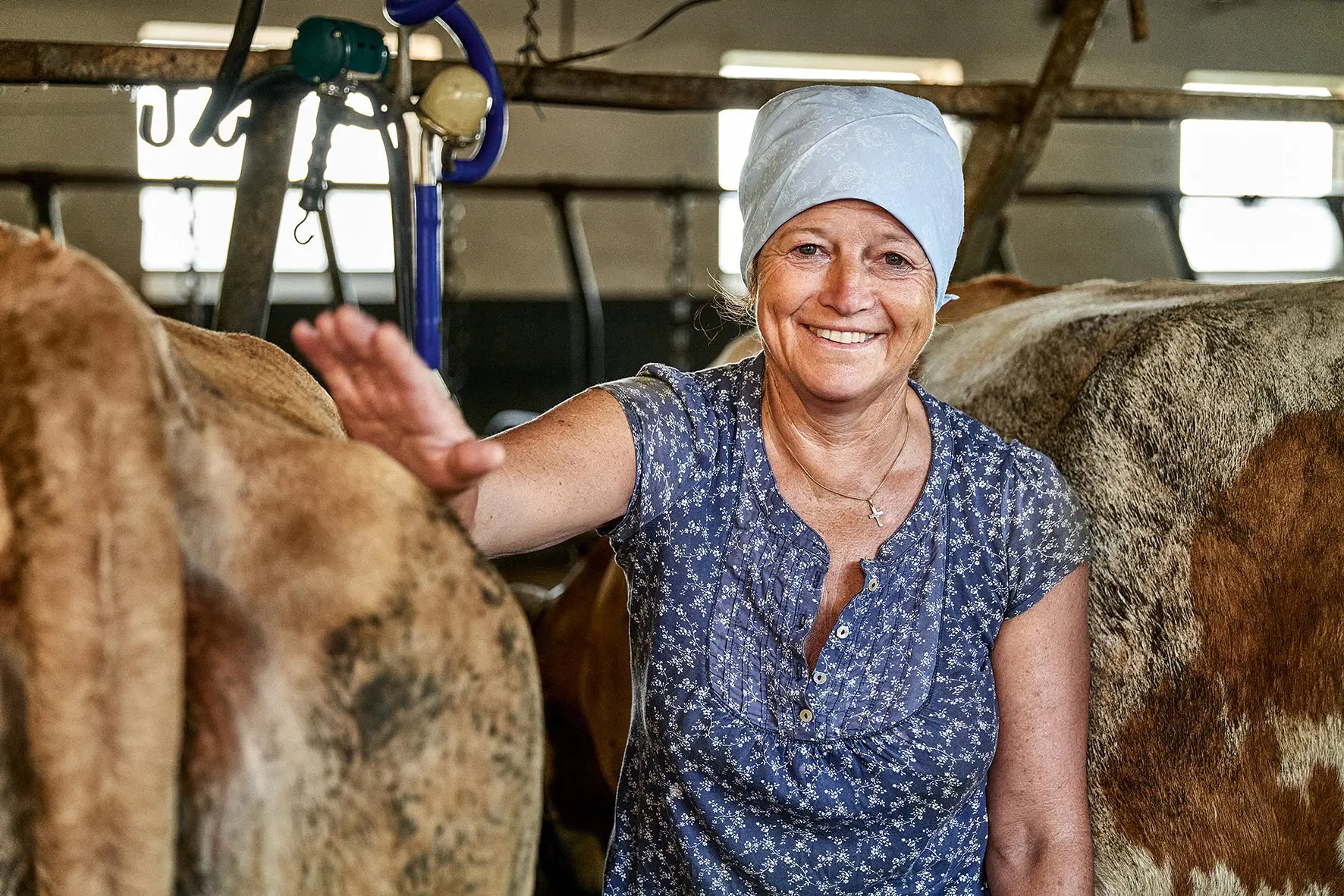 A smiling farmer's wife with a blue headscarf and floral shirt petting a cow in a farm barn.