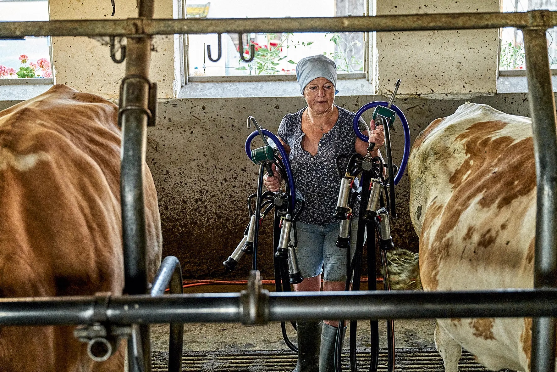 A farmer's wife in work clothes carrying milking machines in a cow shed between two cows.