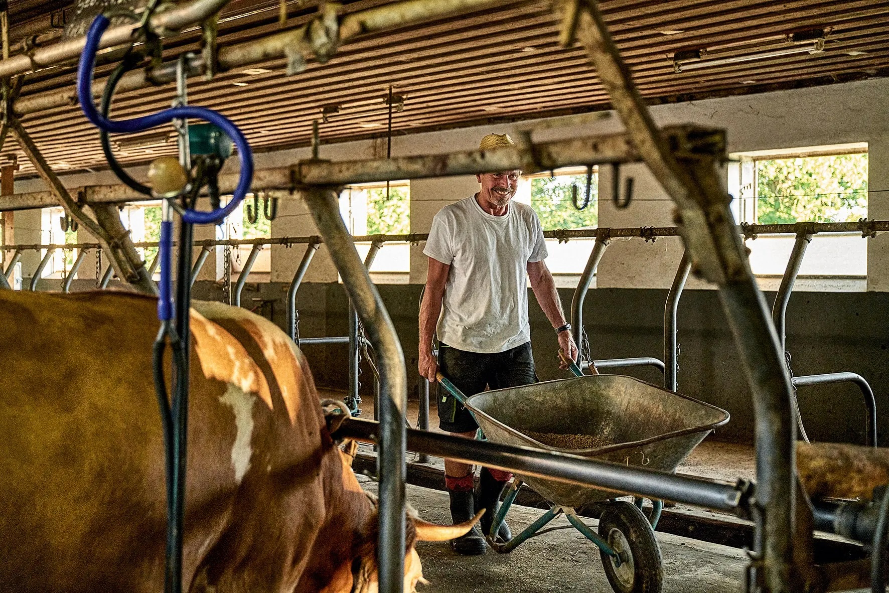 A farmer in a white T-shirt and straw hat pushing a wheelbarrow in a cow shed with brown cows.