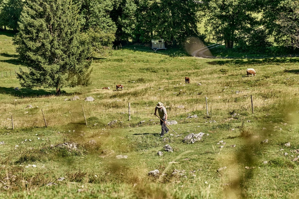 Bauer mäht Wiese umgeben von weidenden Kühen und grünen Bäumen.