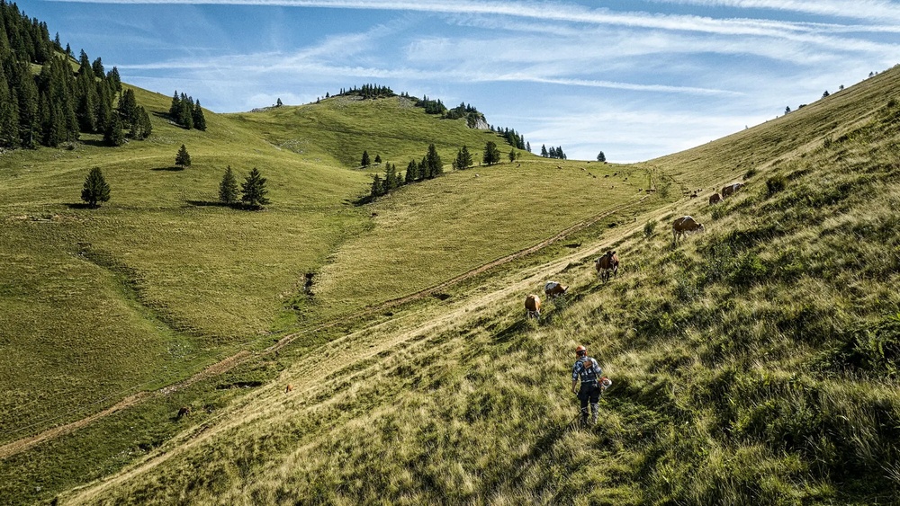 Landwirt am mähen mit der Sänse über Almwiese mit grasenden Kühen und Bergkulisse.