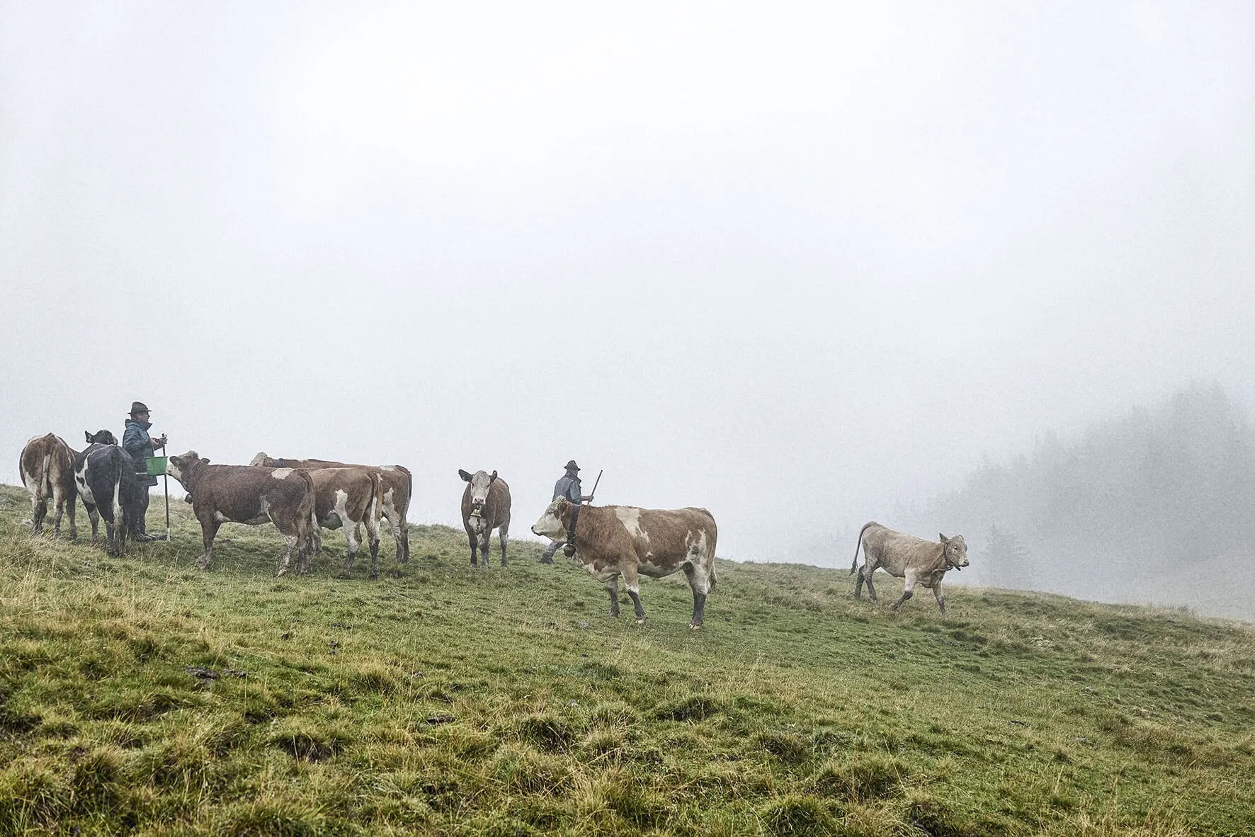 Farmers with cows on a foggy, green mountain meadow.