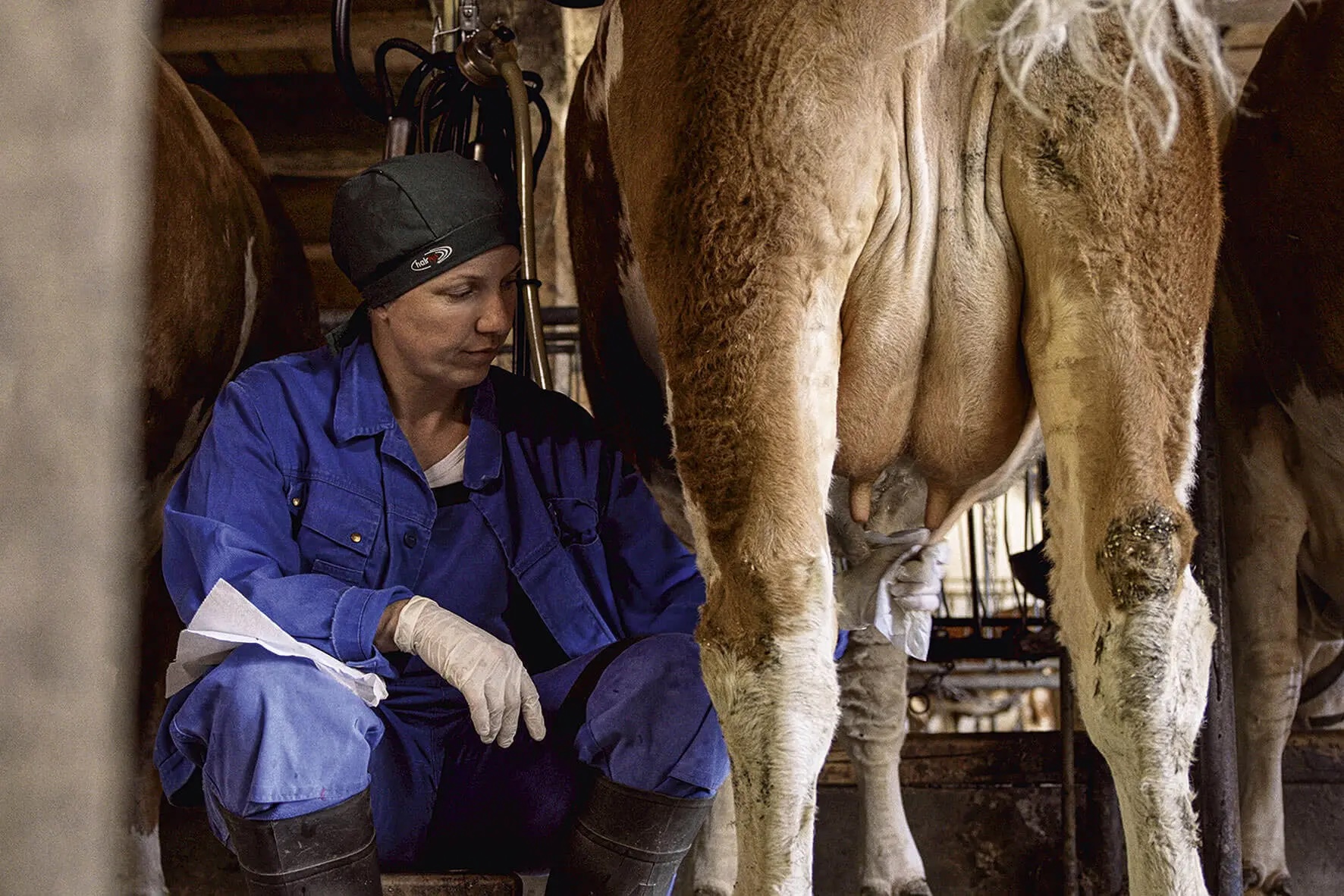 Female farmer in blue work clothes and gloves milking a cow in a barn.