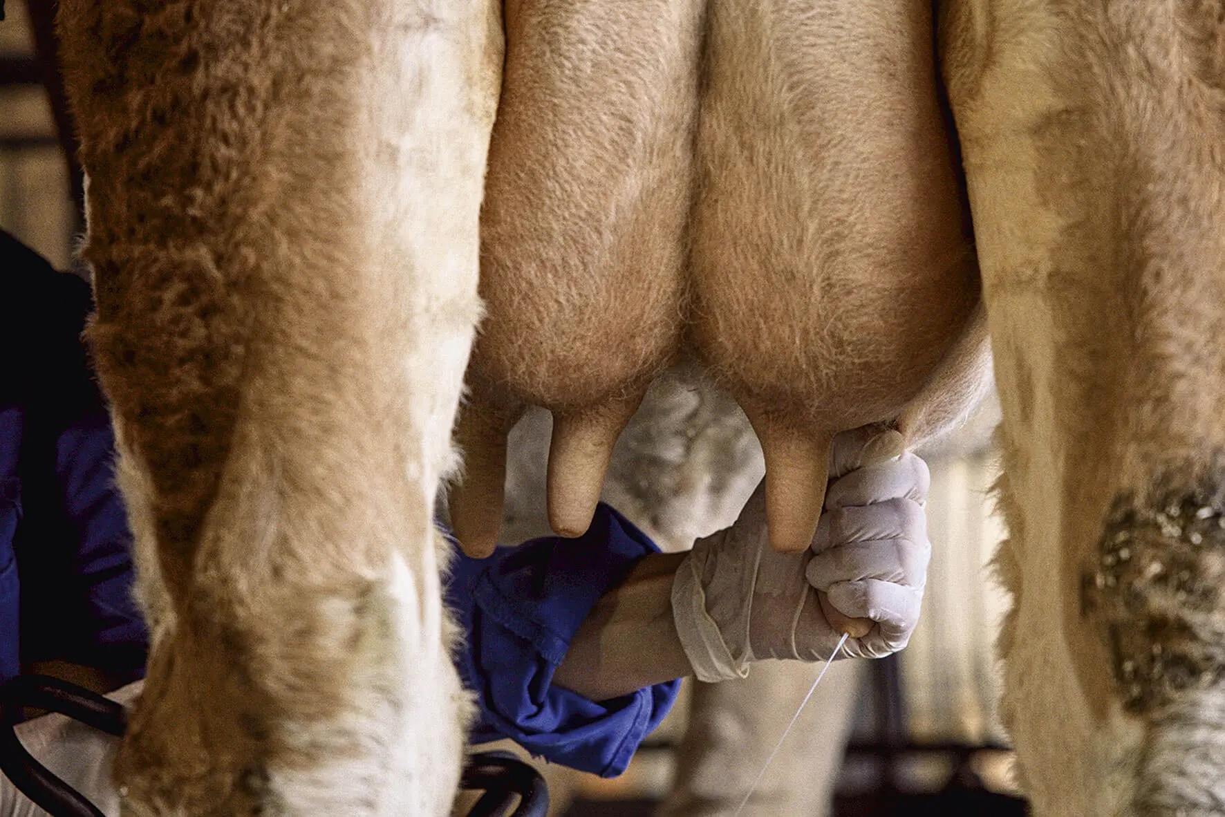 Close-up of a person wearing gloves milking a cow, with milk flowing from the cow's udder.