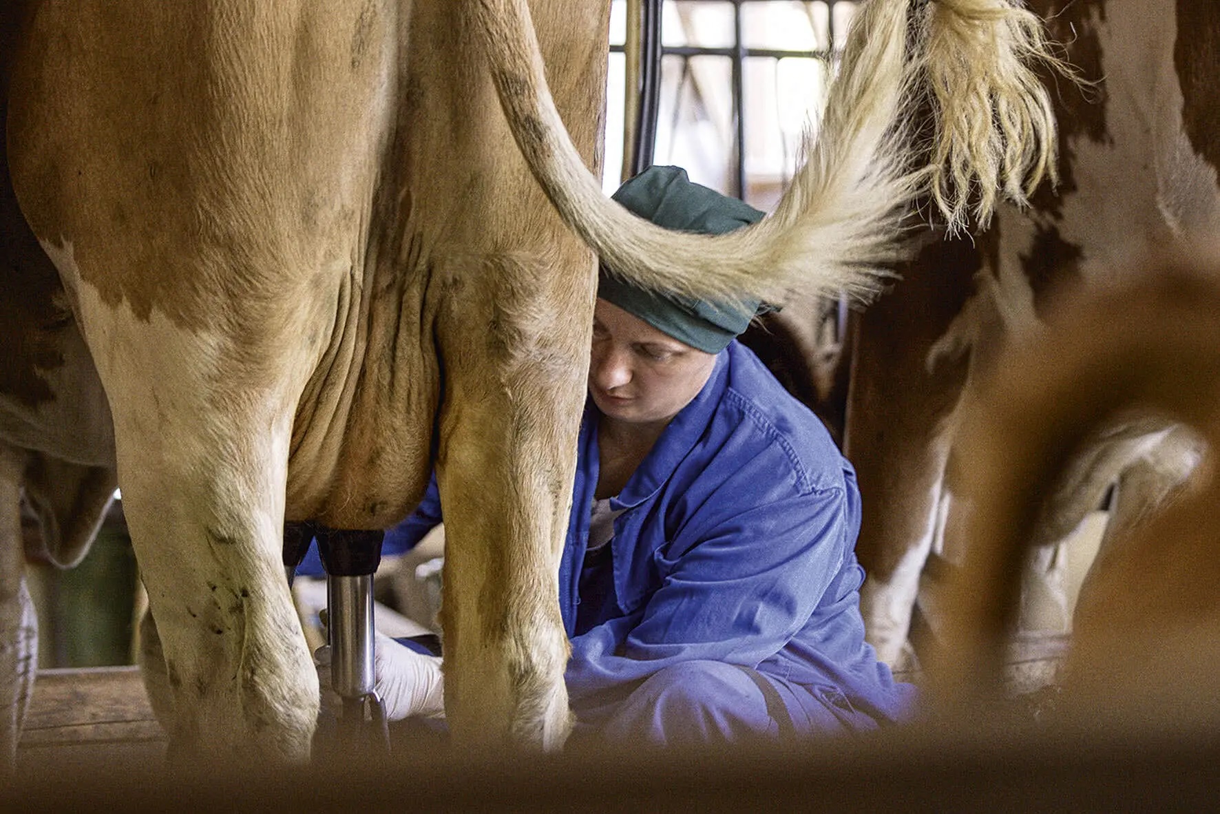 A person is milking a cow in a barn with a milk-promoting device.