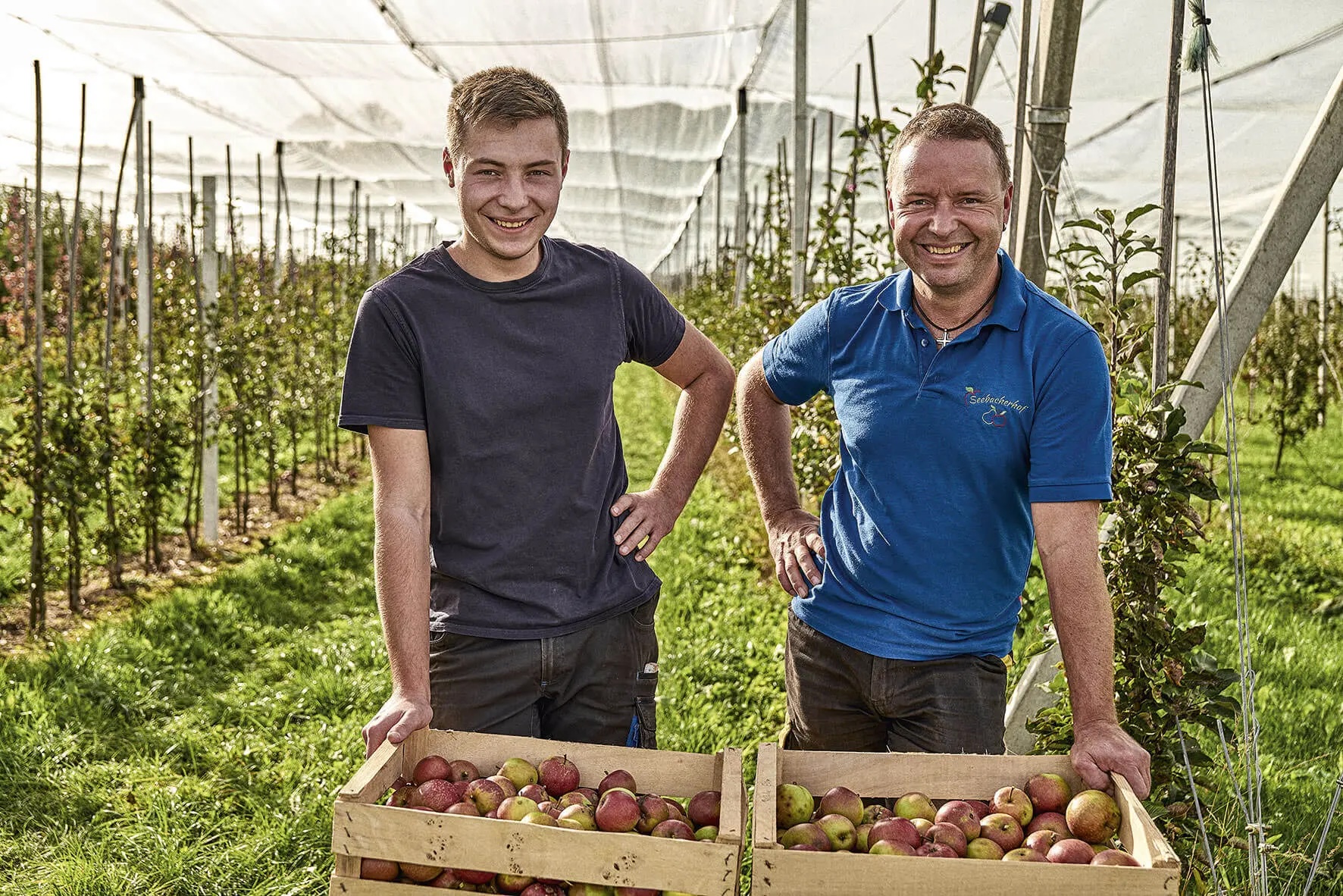 Two smiling men in an apple orchard, each standing with a box full of apples in front of a fruit plantation under nets.