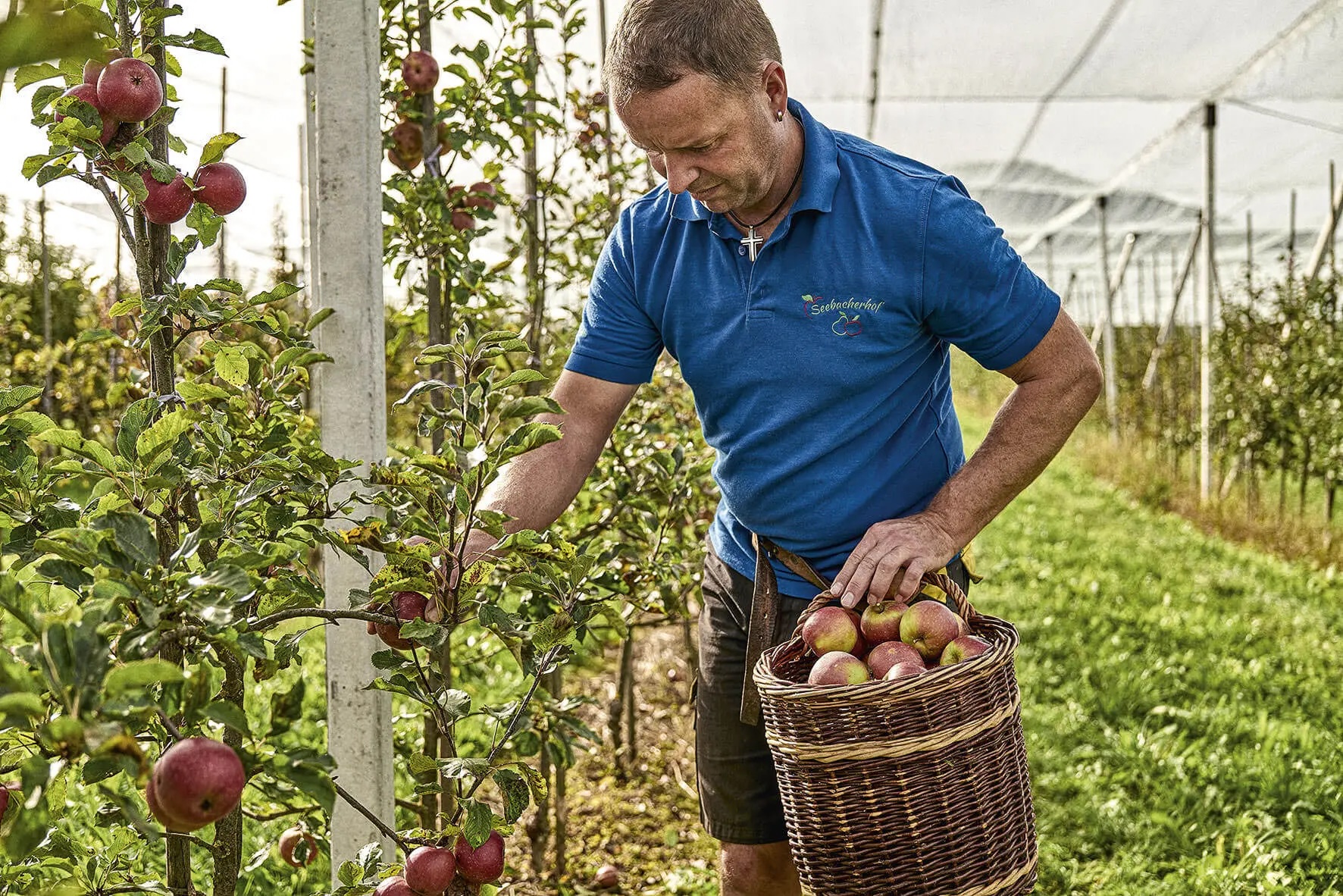 A man in a blue polo shirt with a basket full of apples is picking apples in a row orchard under a protective net.