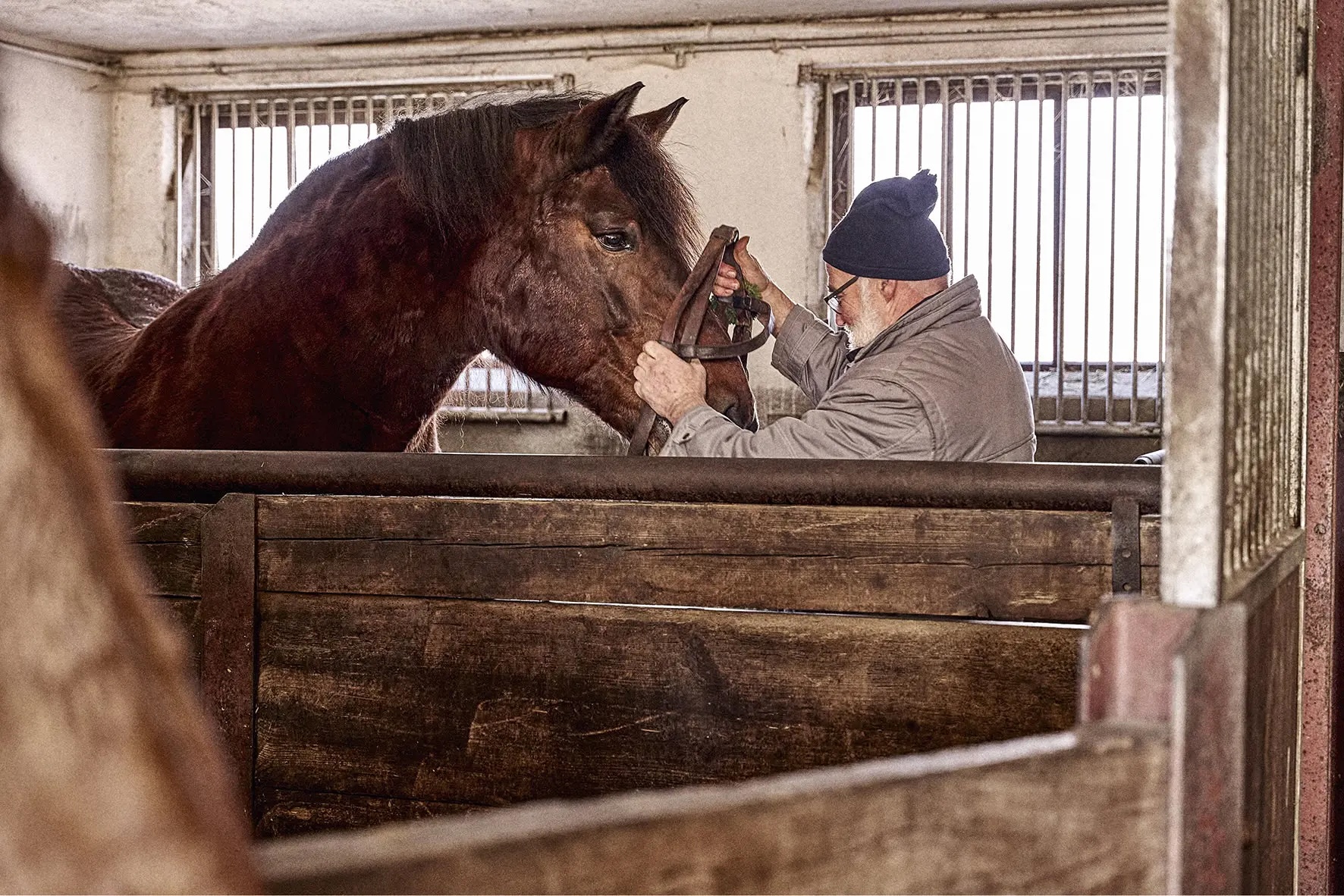 Ein älterer Mann mit Mütze bringt einem braunen Pferd im Stall ein Zaumzeug an.