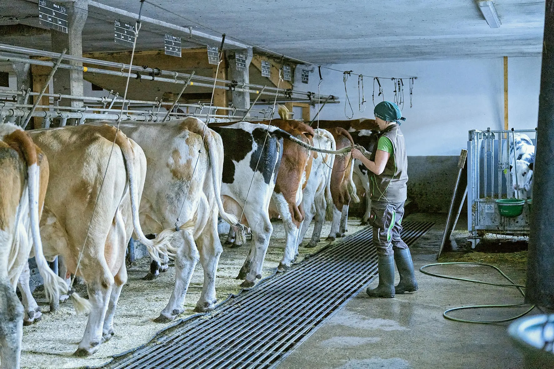 Landwirt versorgt Kühe im Stall, die in einer Reihe angebunden sind.