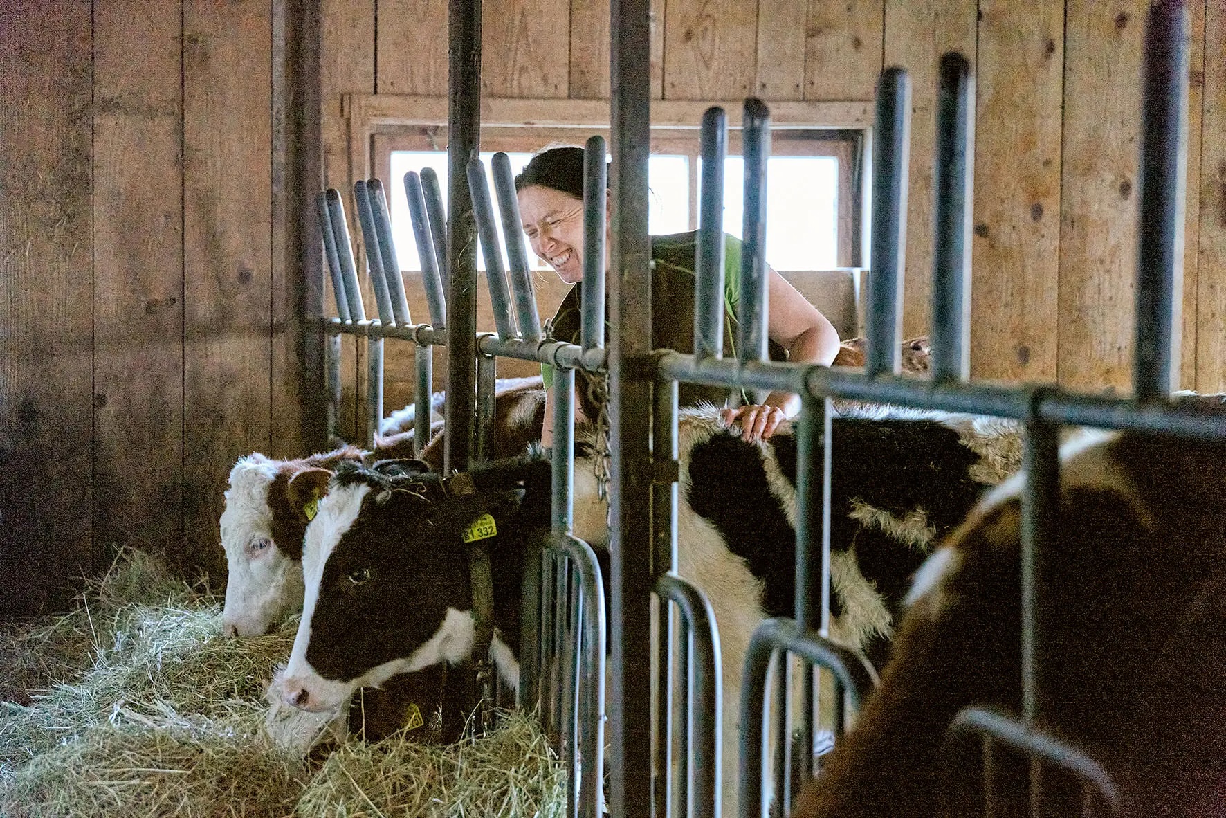 Bäuerin streichelt in einem Stall schwarz-weiße Kühe, die Heu fressen.