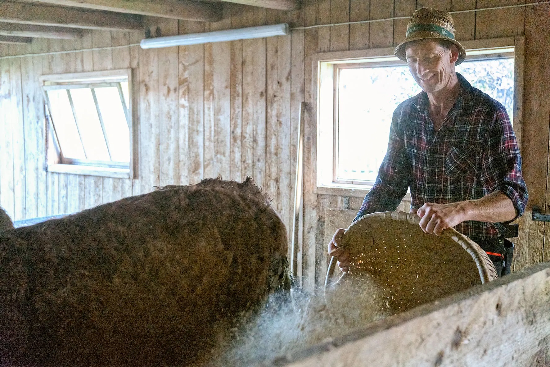 Ein Mann in karierter Hemd und Strohhut füttert eine Kuh in einem Holztierstall.