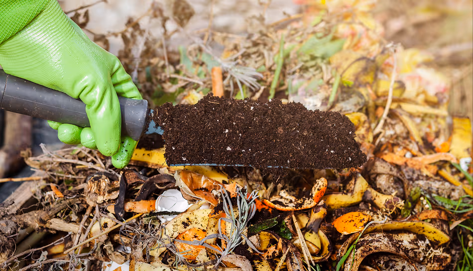 Shovel holding rich soil, with compost below it.