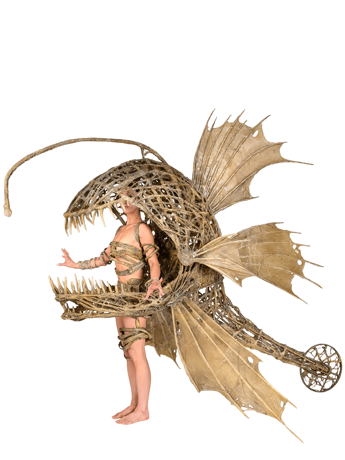Lophii