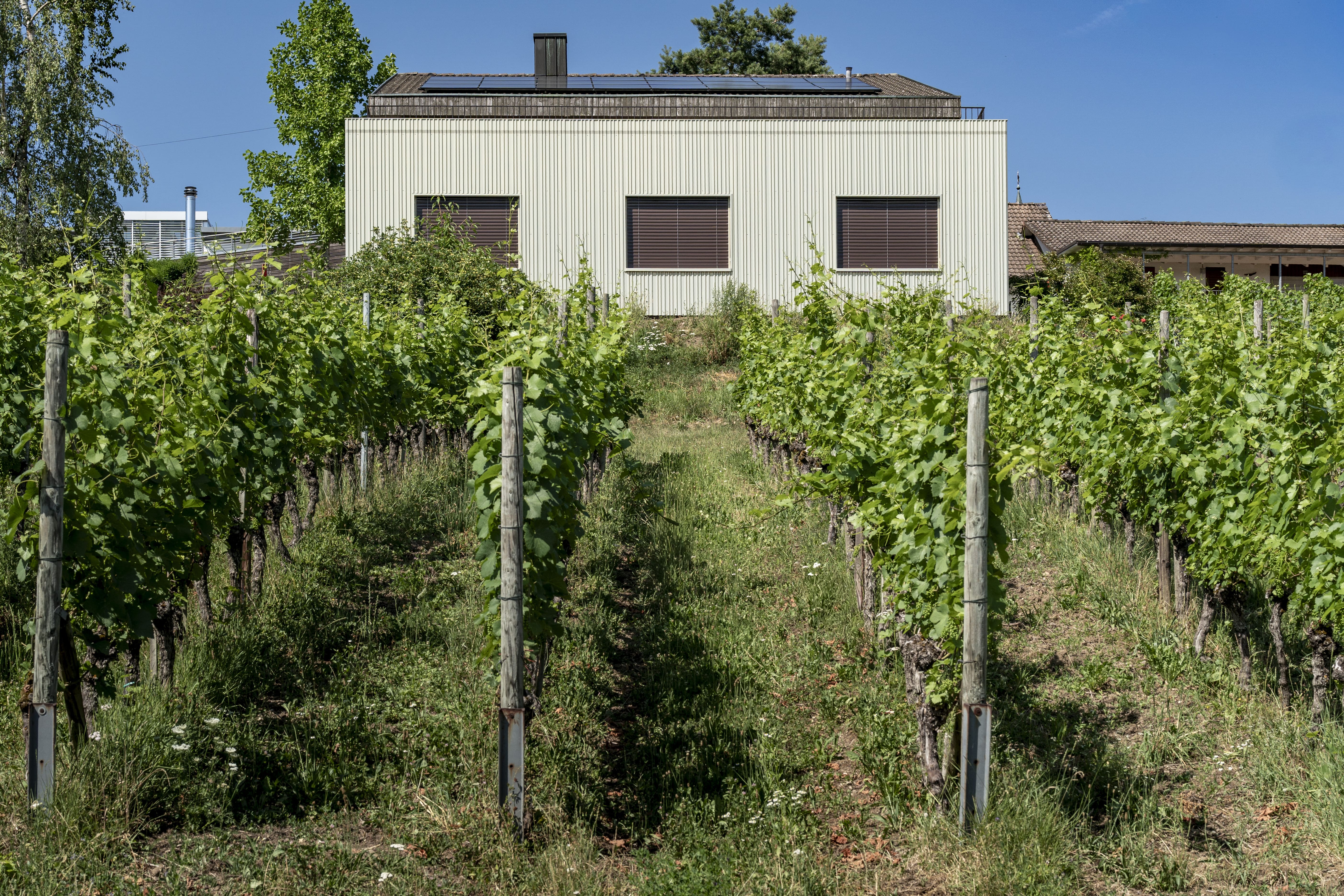 Erneuerung mit Anbau EFH