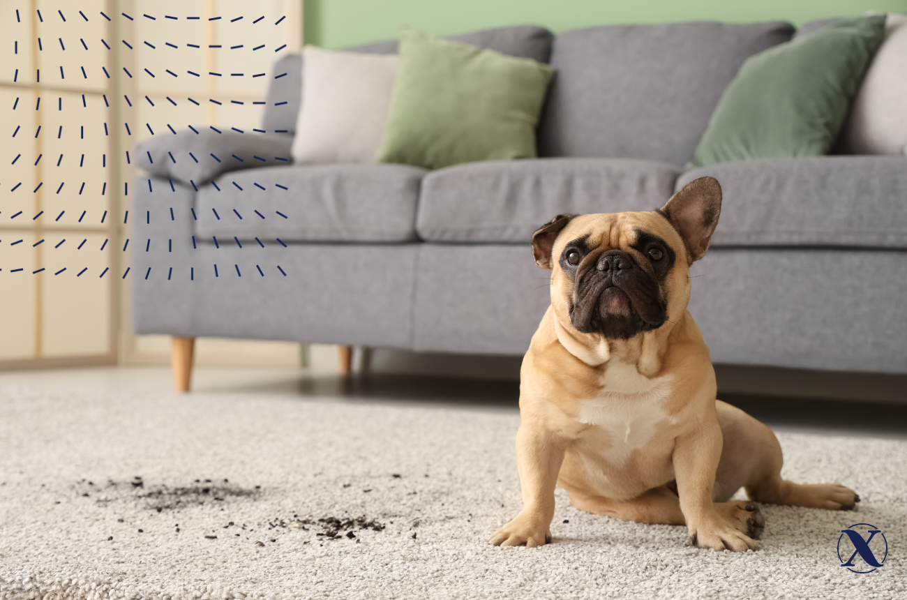 Dog sitting on stained carpet