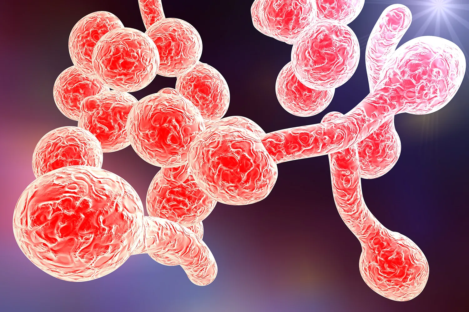 Candida and Fungal Problems | The Burghwood Clinic