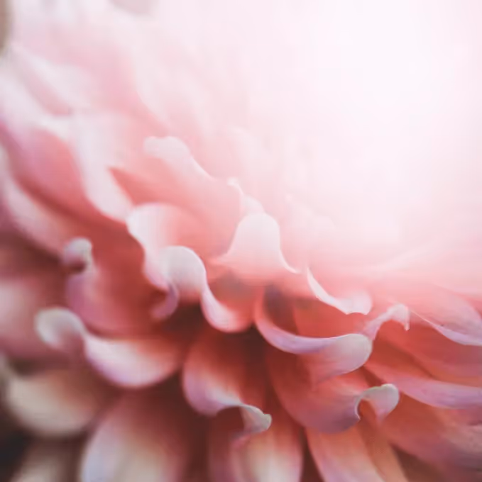 Soft-focus close-up of pink flower petals with gentle light, evoking a romantic and elegant Mother’s Day theme