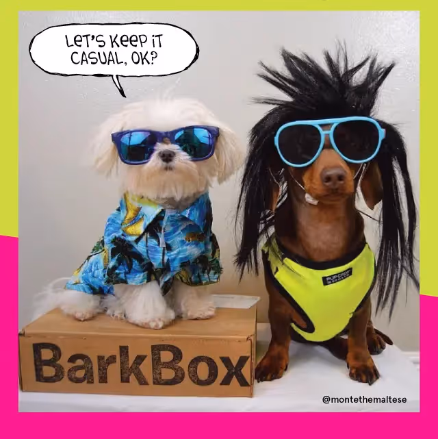 barkbox 1